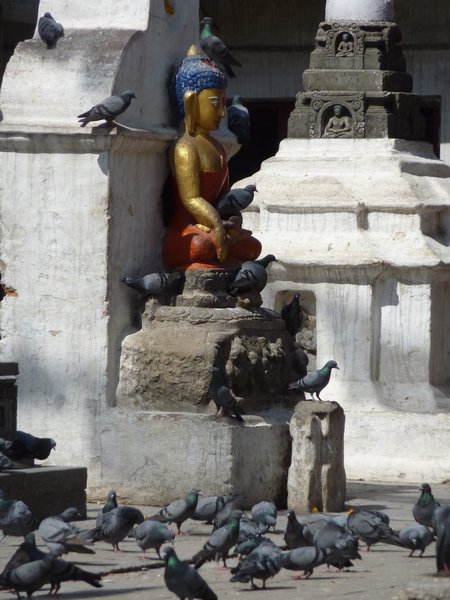 Pigeons near a Buddha image in Kathmandu