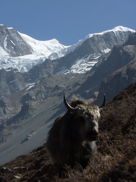 Holland's got cows, Nepal has it's Yaks