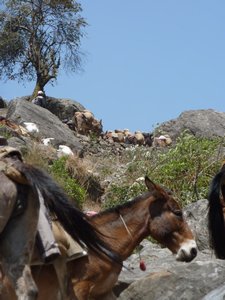 Donkeys climbing