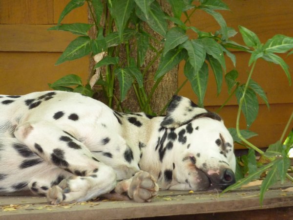 Dalmatian in Pai having a nap