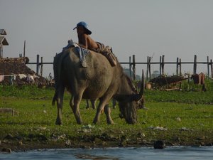 Kid relaxing on buffalo near Amarapura