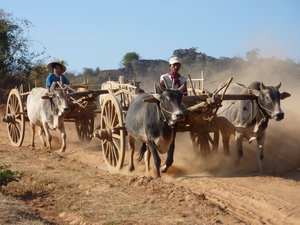 Cows transporting limestone
