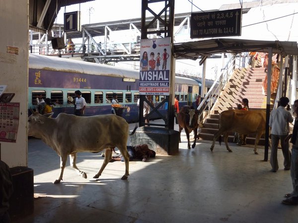 Cows at Gaya trainstation