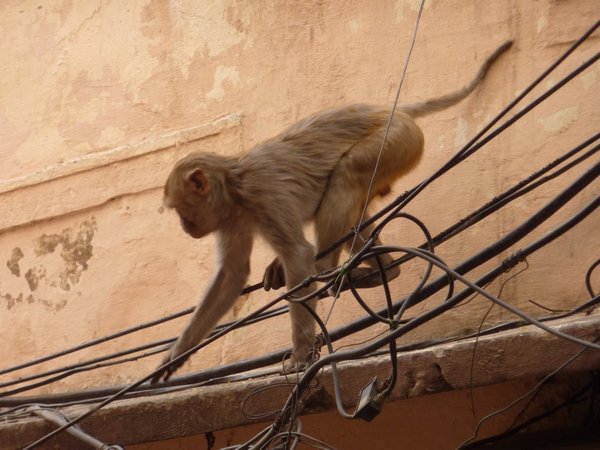 A monkey climbing the electricity cables. We saw one being electrocuted and falling down.