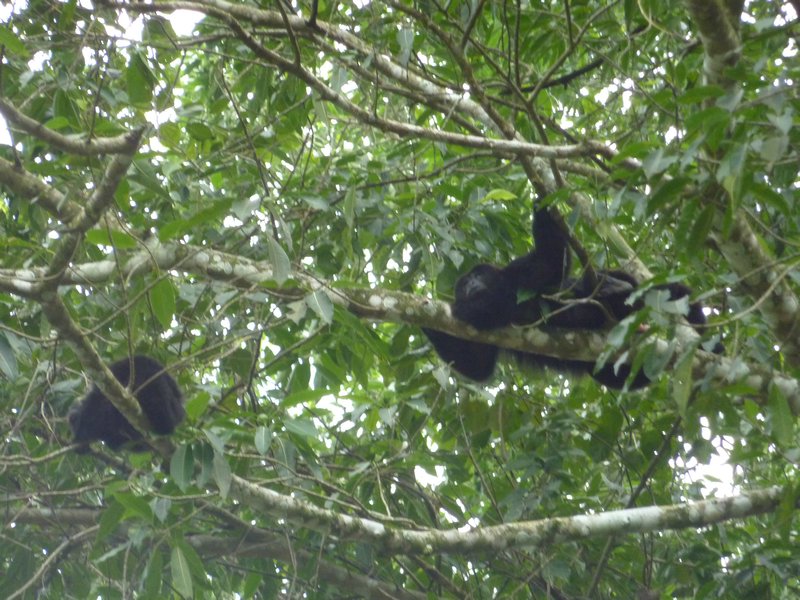 Palenque - Howling Monkeys