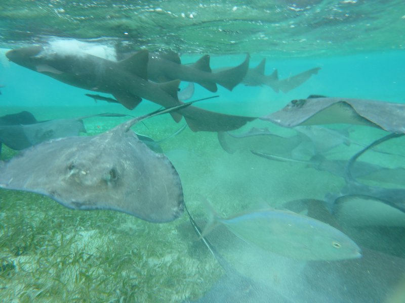 Caye Caulker - Snorkeling with rays and sharks