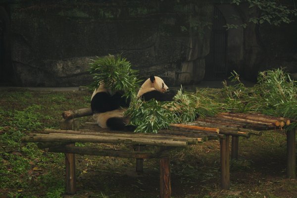 q-IMG 2674 - Chongqing Zoo -Xin Xing and Chuan Xing