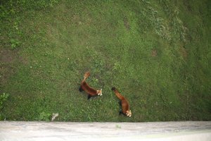 q-IMG 2661 - a couple of Red Pandas