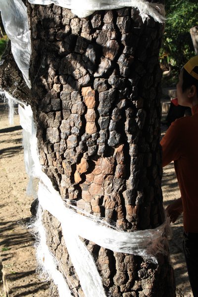 q-IMG 3306 - Black Dragon Pool - Tree you hug for good fortune... the bark looks like mahjong tiles!