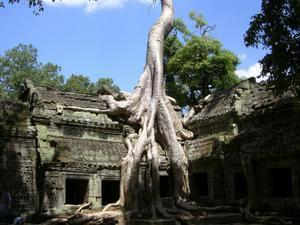 Trees taking over the temples at Ta Promh