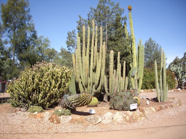 Outside Bevans Cactus Garden!