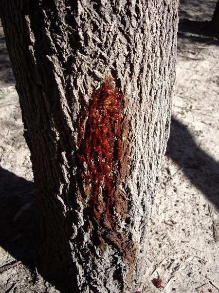 Sap of the River Red Gum