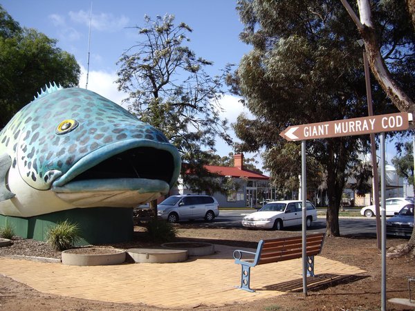Giant Murray Cod at Swan Hill