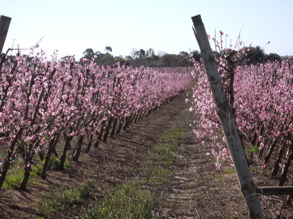 Fields of Pink blossoms, Swan Hill