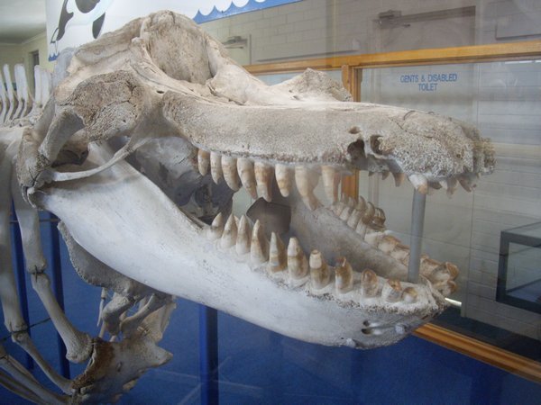 "Old Tom" - Killer Whale Museum