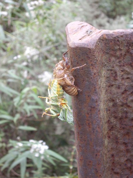 The unfortunate Cicada 