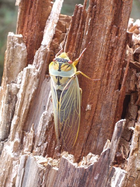 Mature Cicada