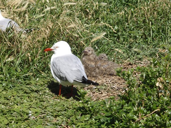 Gull chicks at the Nobbies
