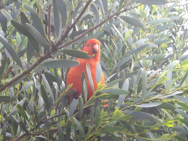 King Parrot - Male