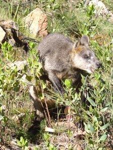 Black footed rock wallaby 2