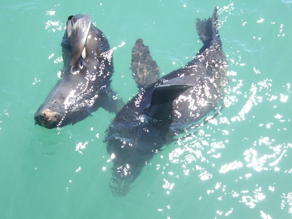 NZ Fur seals in the Coorong