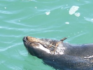 NZ Fur seal in the coorong