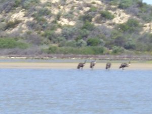Emus on the Coorong