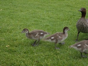 Baby ducklings in Strathalbyn