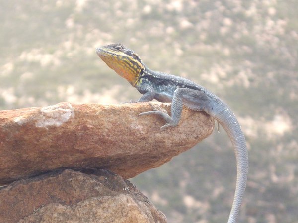 Lizard at Wangara Lookout
