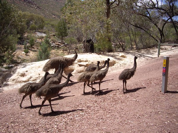 Daddy and chicks