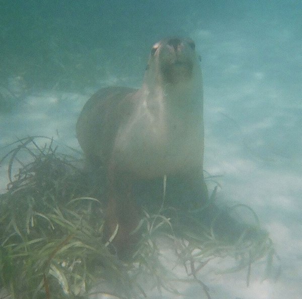 curious sea lion