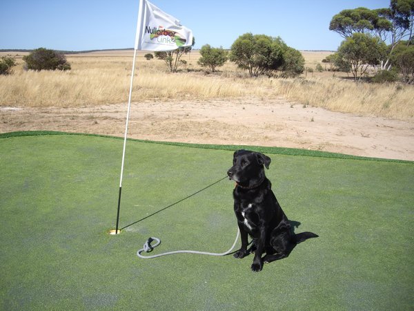 Woody on a Nullarbor Golf Green