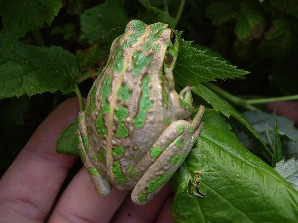Frog in the raspberry bush!