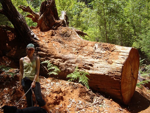 Size of Giant Karri tree