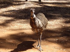 Emu who came for breakfast