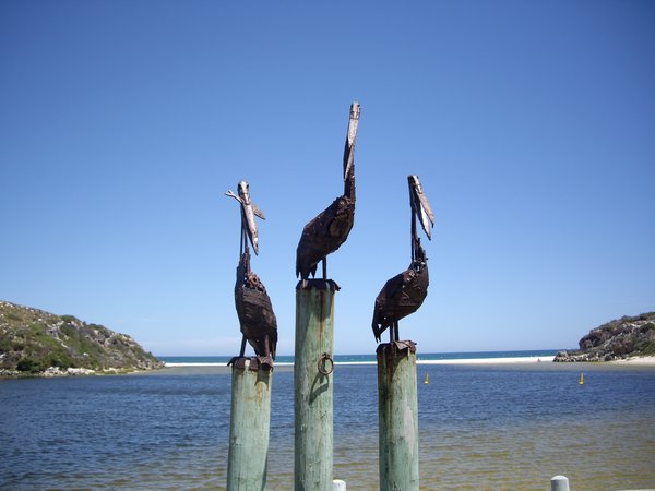 Pelican art! Guilderton