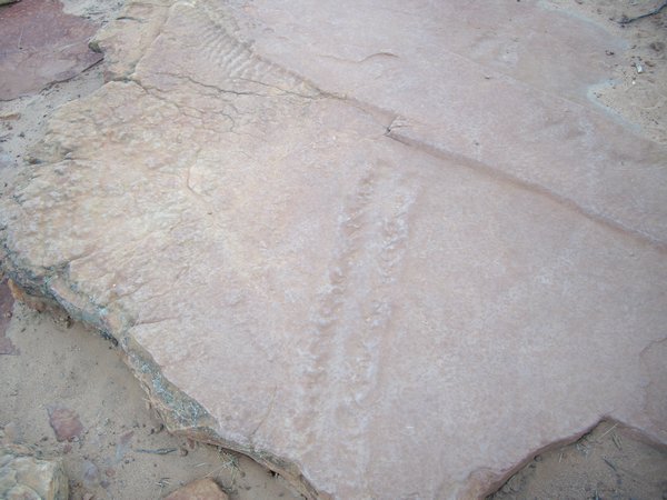 Fossil tracks made from a huge scorpion-like creature