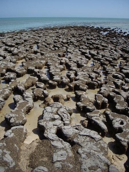 Hamelin pool stromatolites