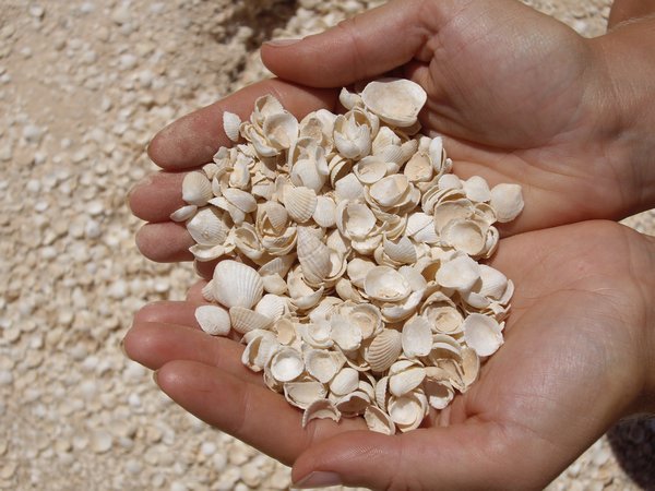 shells on Shell Beach