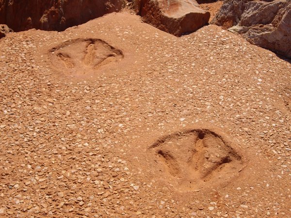 Sauropod Footprints
