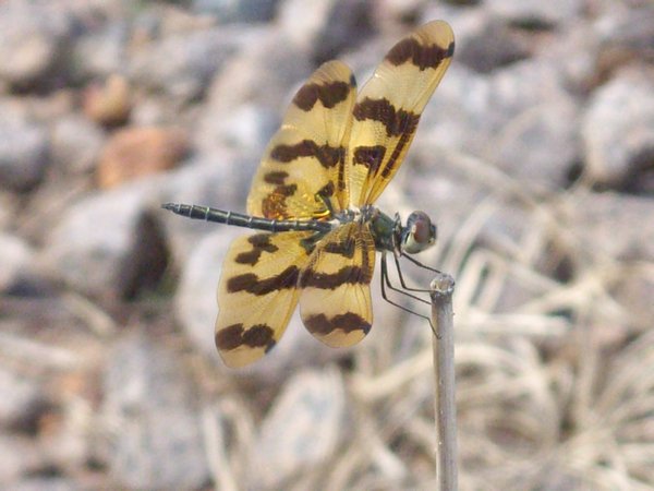 Dragonfly in the Kakadu wetlands