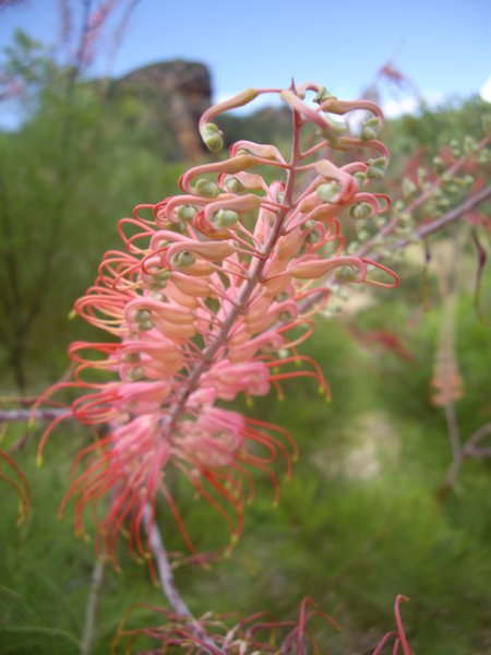 Kakadu flowers