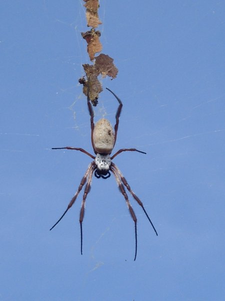 Female orb with male on her back