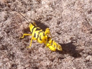 Sandstone grasshopper
