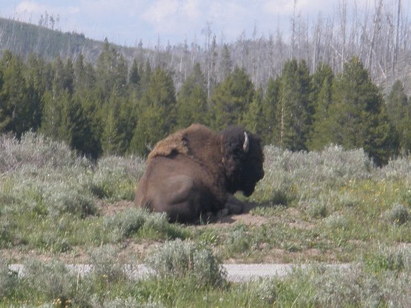 Buffalo Bison Stampede Stampede Stampede