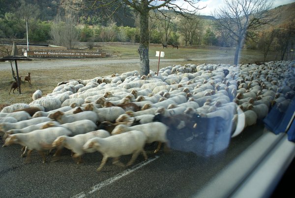 sheep on road