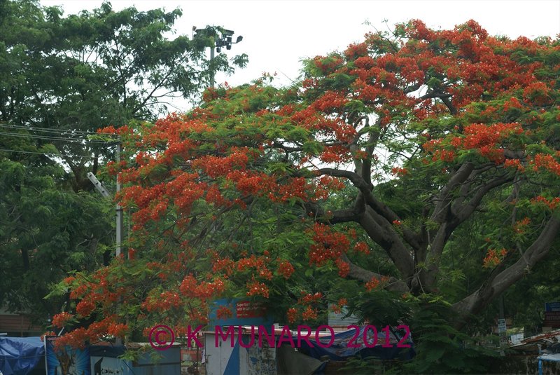 Floral tree