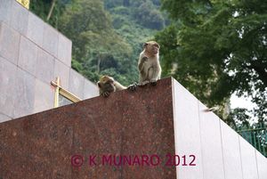 monkeys spotting something good