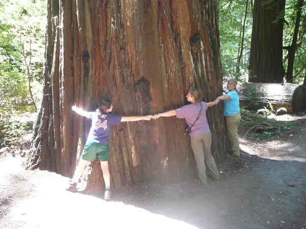 Vanessa, Ellie, and Mary Stretch around a Redwood