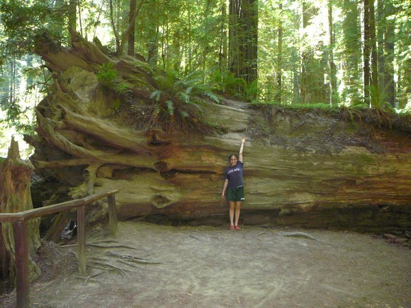 Ellie and the Redwood